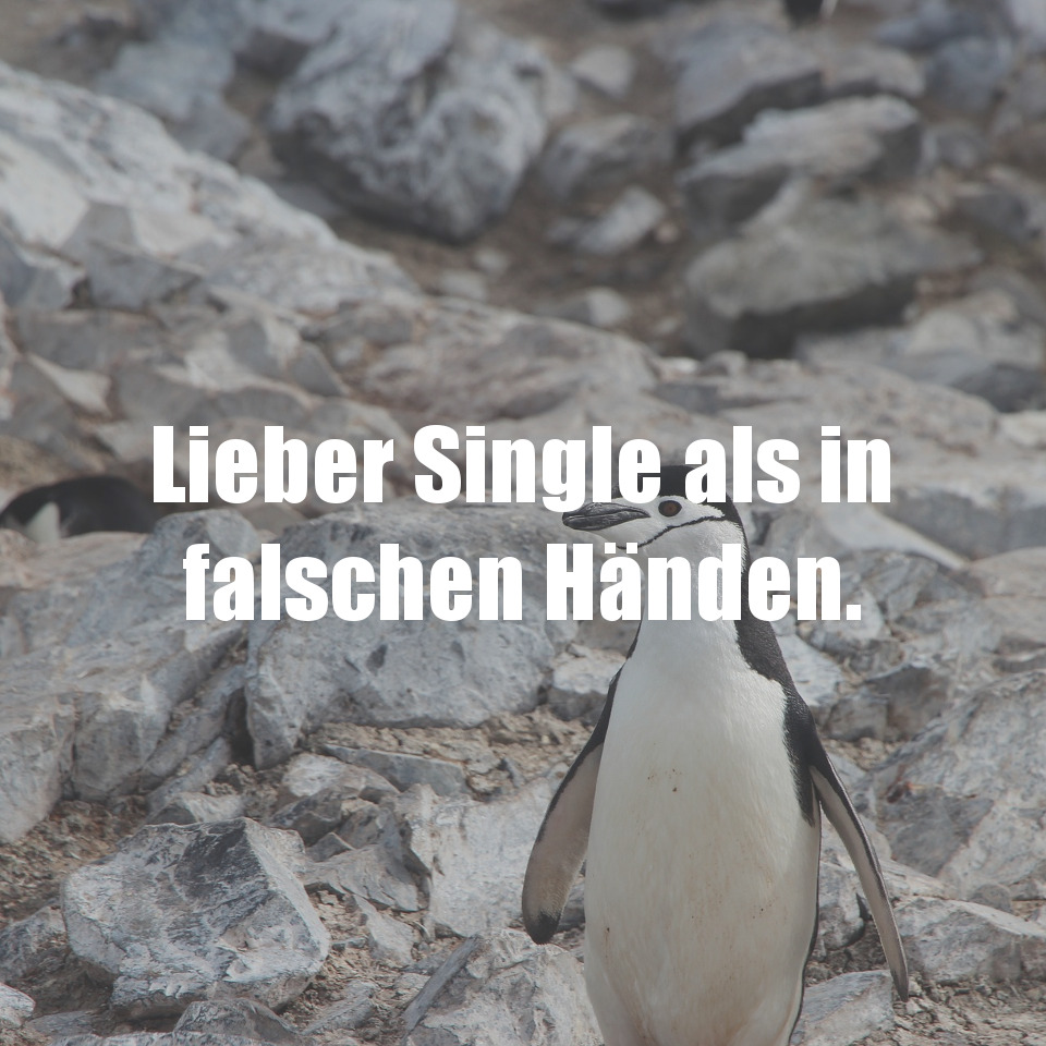 Lieber Single...